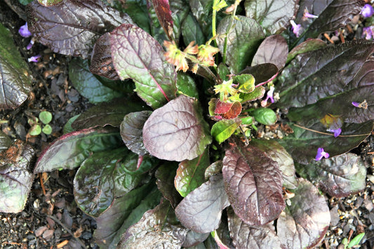 Purple Knockout Salvia seeds Salvia lyrata producing dark purple foliage and blooms