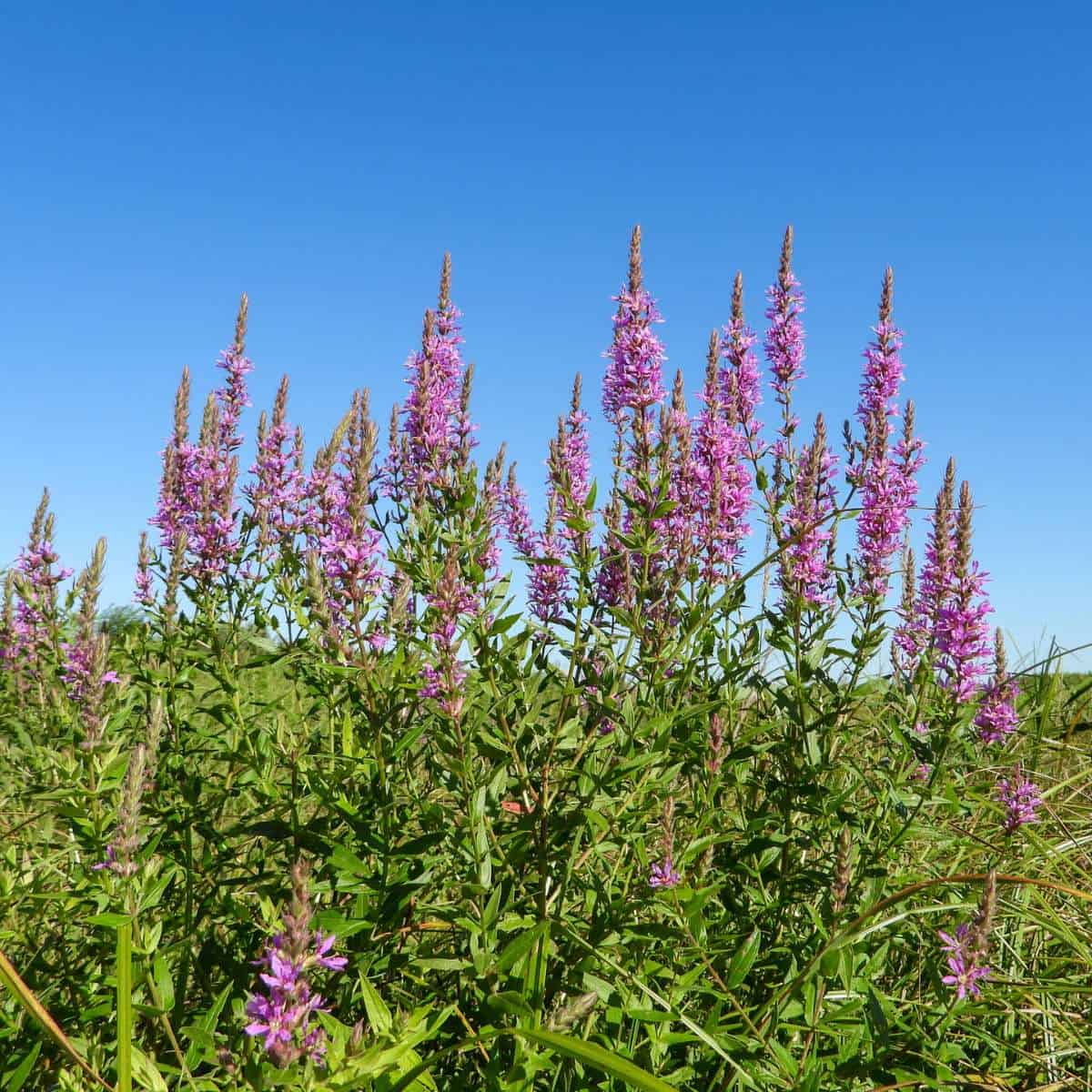Purple Pattersons Curse Flower Seeds for Easy Planting - Evergrowseeds
