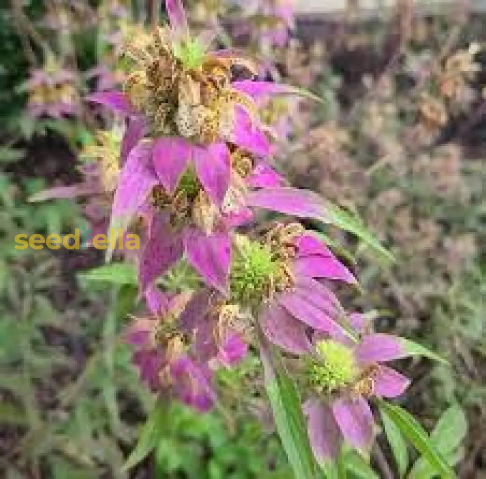 Purple Monarda Punctata Seeds For Planting Vibrant Perennial Blooms Flower