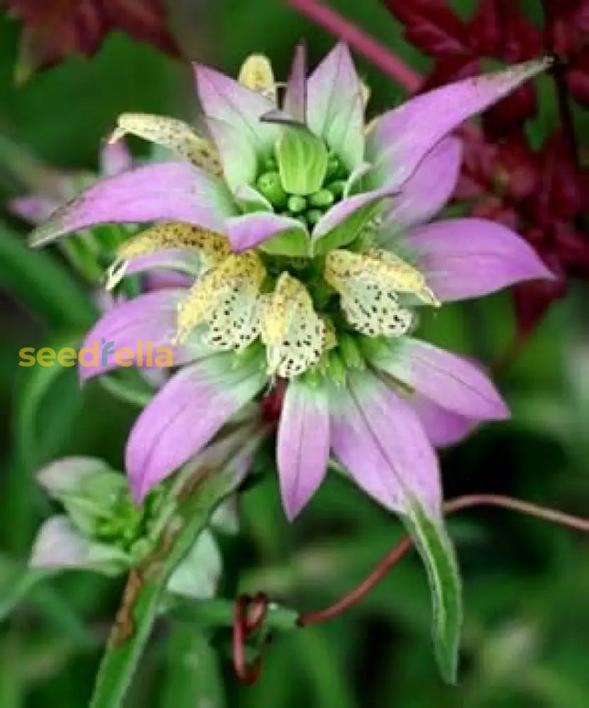Purple Monarda Punctata Seeds For Planting Vibrant Perennial Blooms Flower