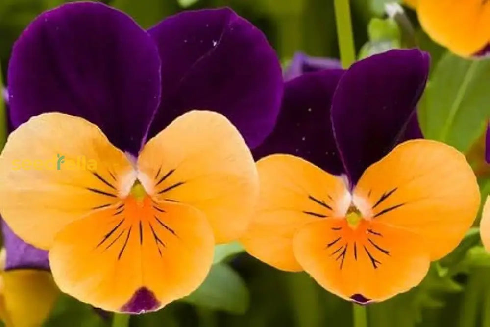 Purple Orange Pansy Seeds For Vibrant Planting Flower