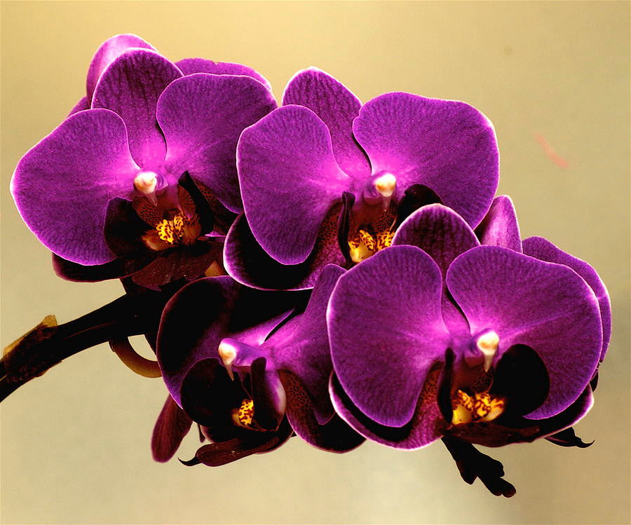 Dark Purple Dendrobium Flower seeds for Planting - Easy to Grow, Heirloom & GMO Free Seeds for Home Garden
Sale
