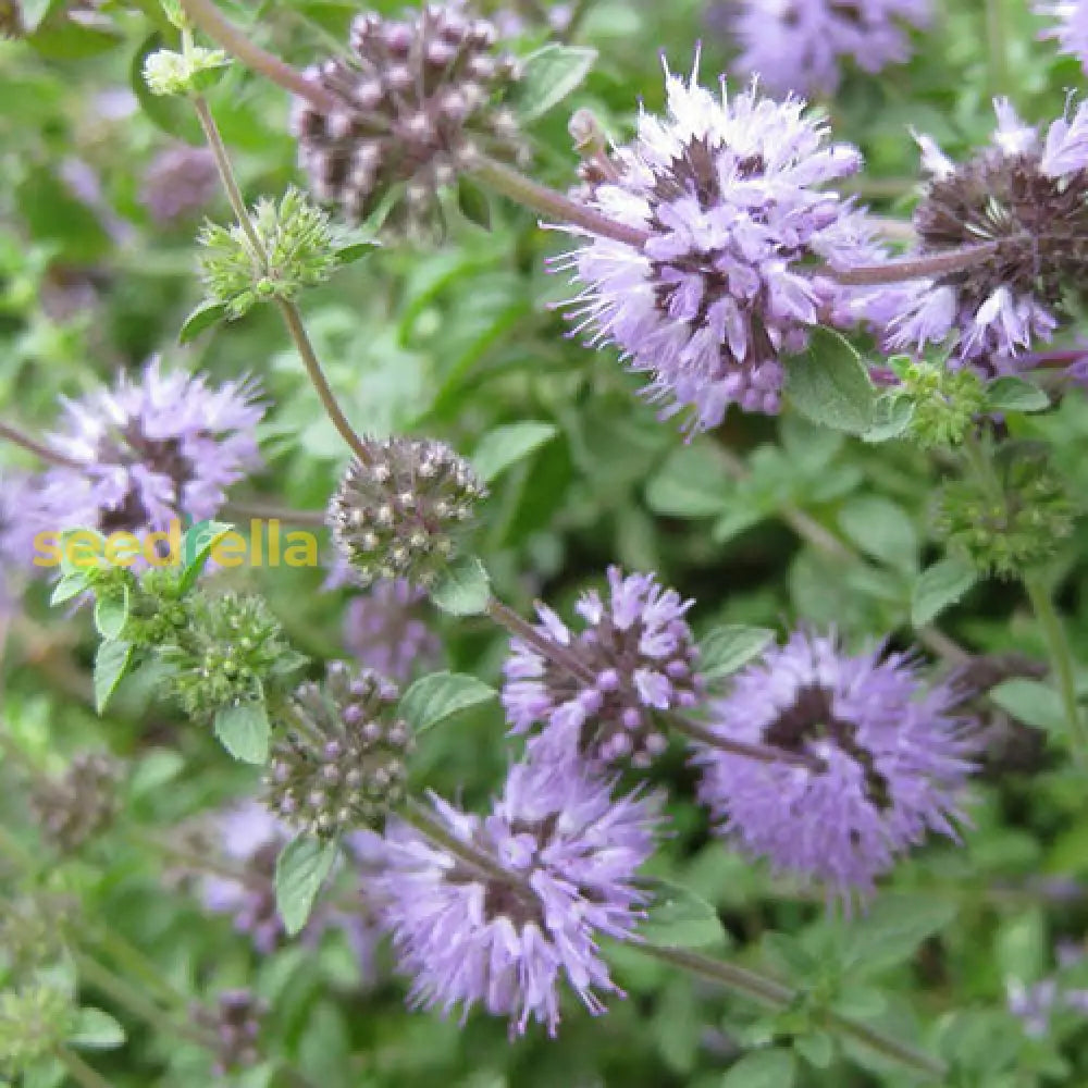 Purple Pulegium Flower Seeds For Planting - Vibrant Annual Blooms