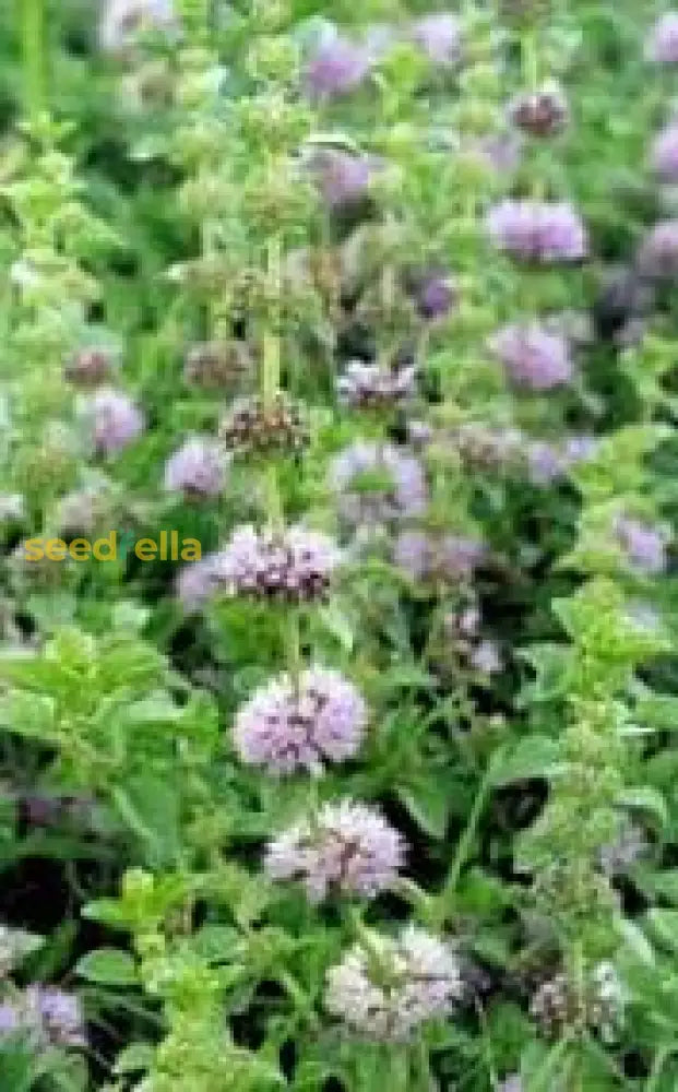 Purple Pulegium Flower Seeds For Planting - Vibrant Annual Blooms