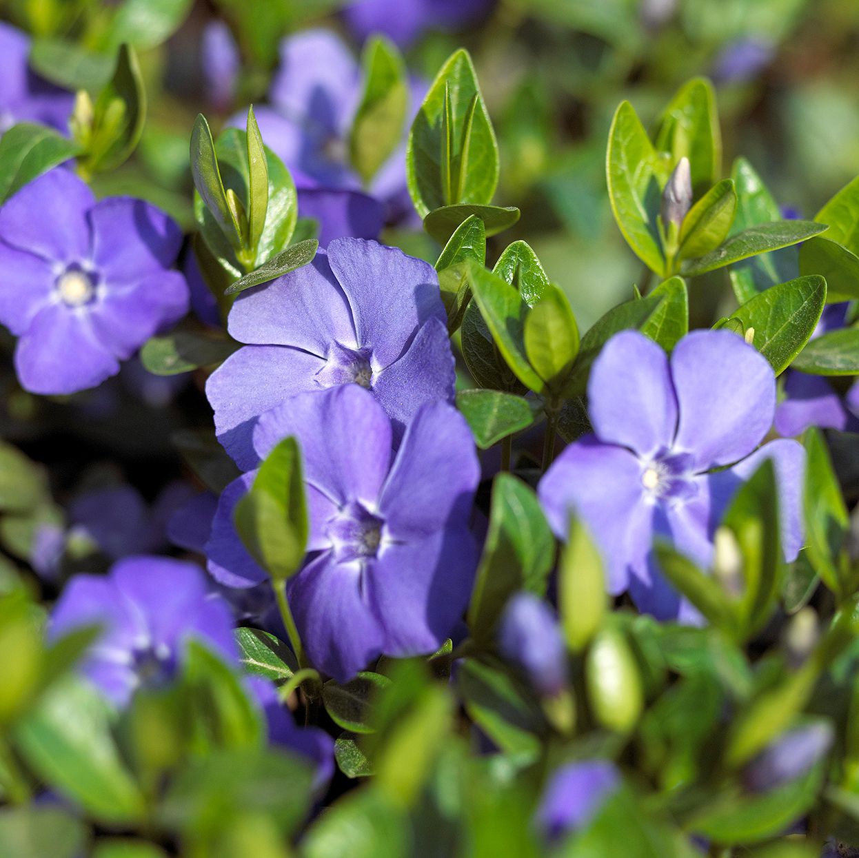 Light Blue Periwinkle Vinca Flower Seeds for Planting Long Bloom Season Heirloom & GMO Free Seeds for Home Garden
Sale