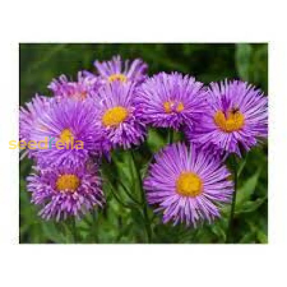 Purple Yellow Erigeron Flower Seeds For Vibrant Planting
