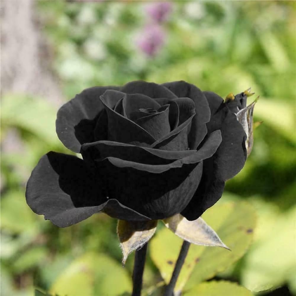Heirloom Rugosa Rose Flower seeds blooming in flower beds, containers, borders, and pollinator-friendly gardens