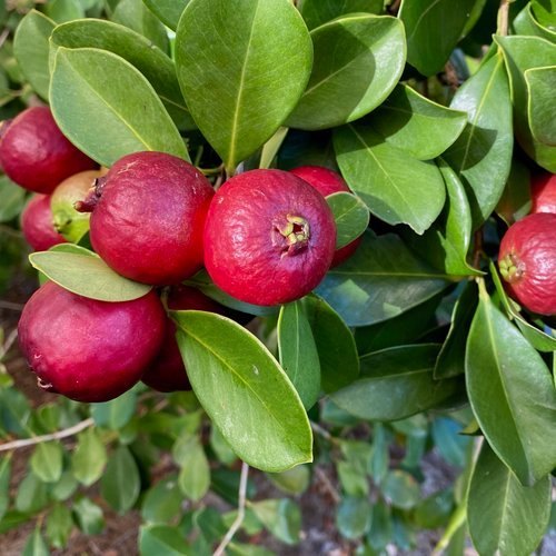 Dwarf Pineapple/Strawberry Guava Psidium littorale Seeds for Planting in Urban Garden