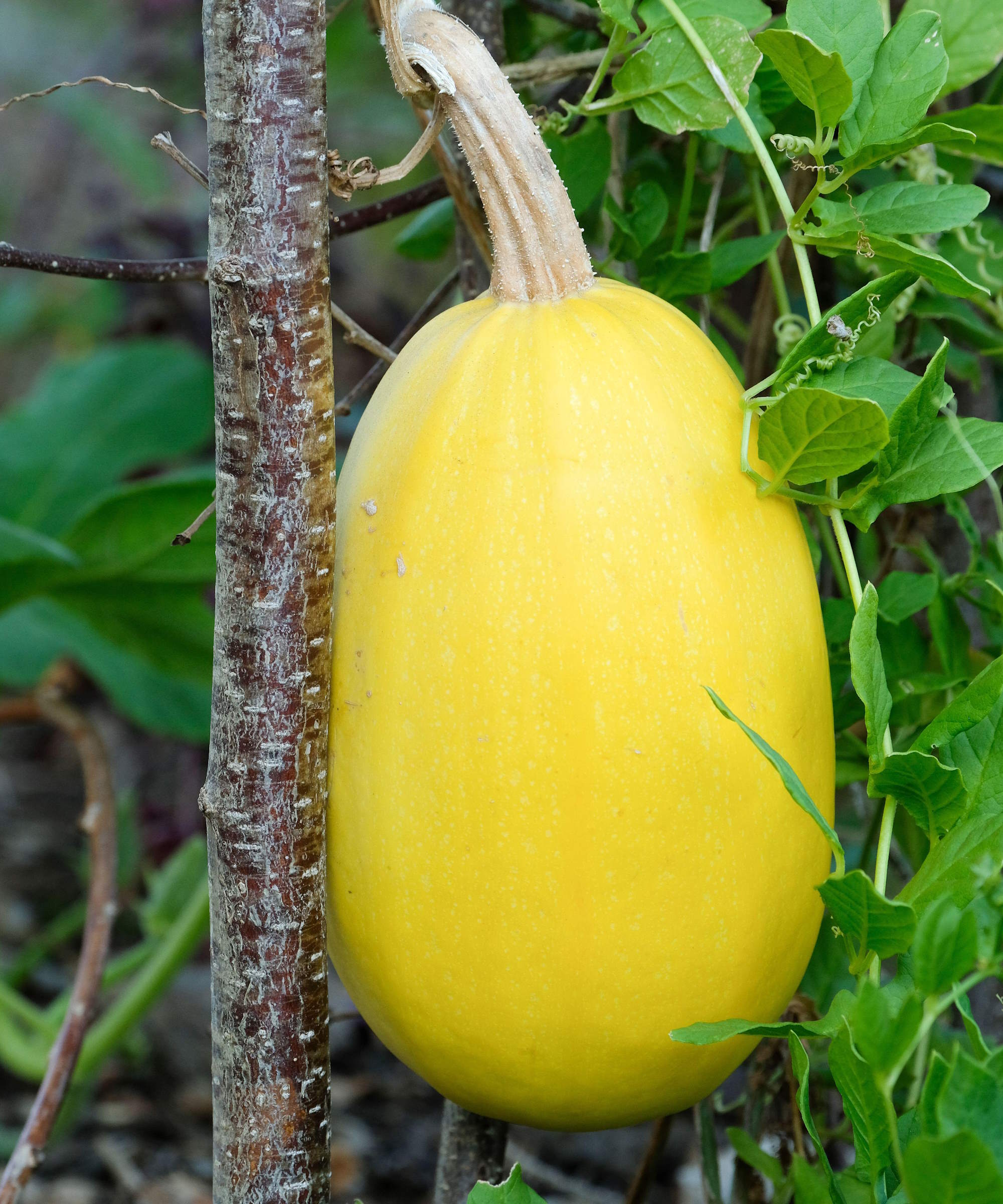 Yellow Spaghetti Vegetable Seeds Planting