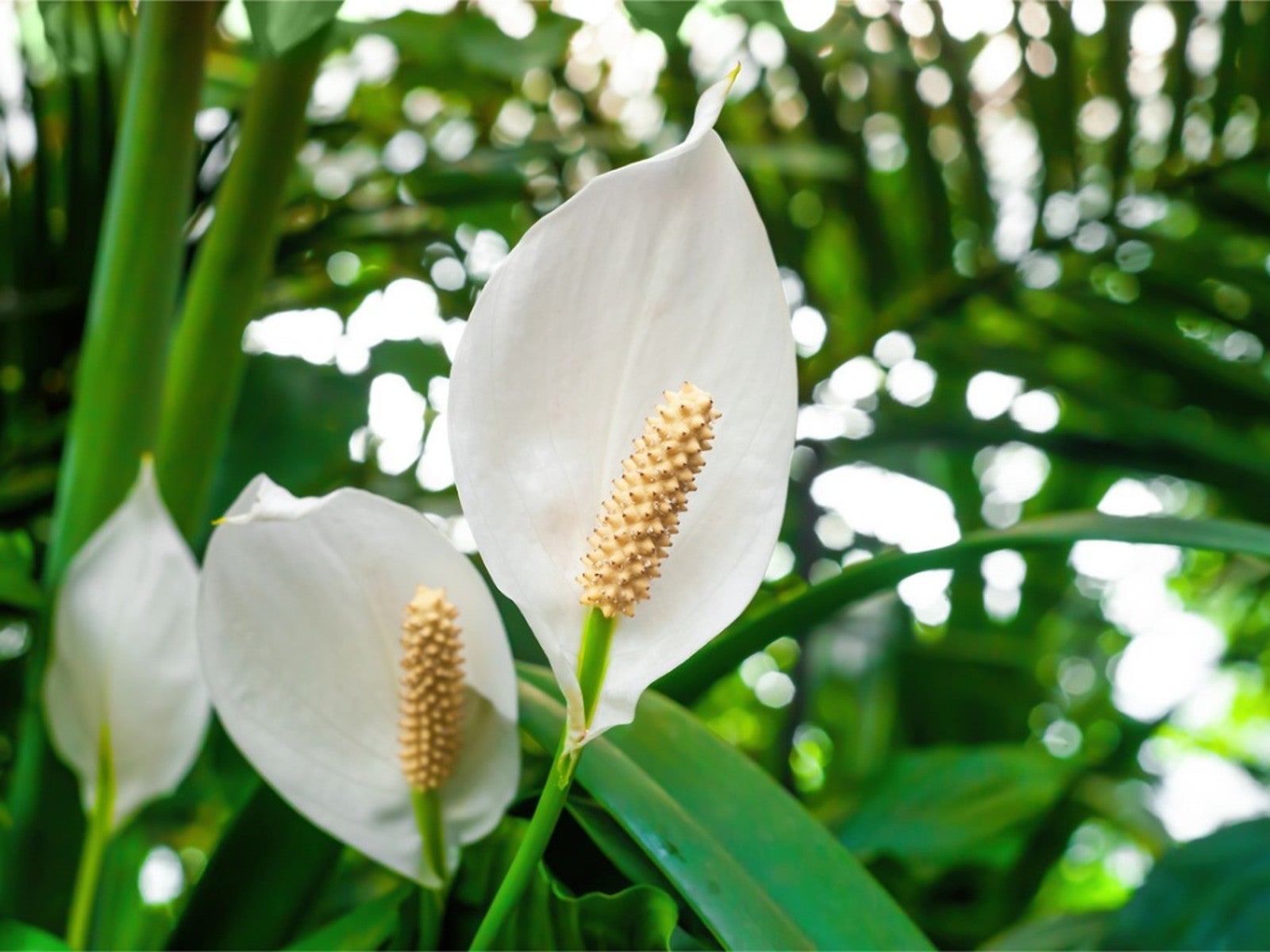 Peace Lily Flower seeds for Planting - Drought Tolerant, Heirloom & GMO Free Seeds for Home Garden