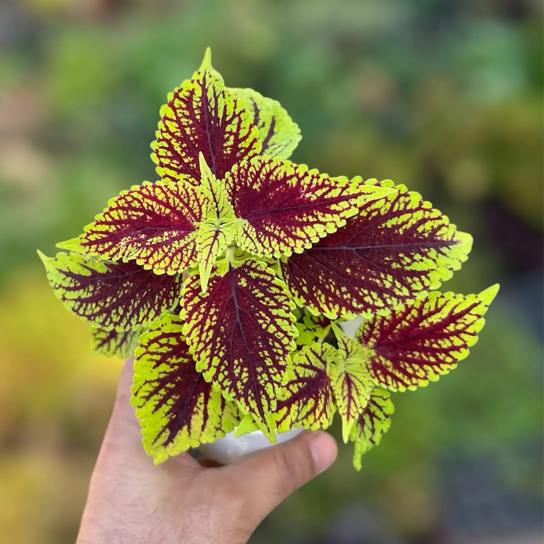 Yellow Red Coleus Flower seeds for Planting - Long Bloom Season, Heirloom & GMO Free Seeds for Home Garden