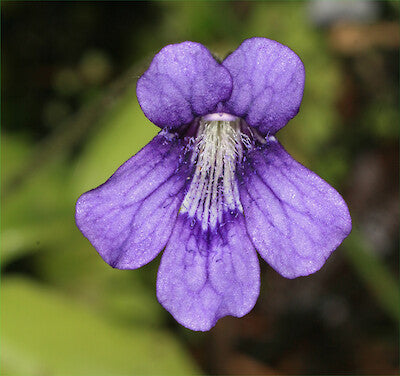 Blue Pinguicula Grandiflora Flower seeds for Planting - Bright Blooms, Heirloom & GMO Free Seeds for Home Garden