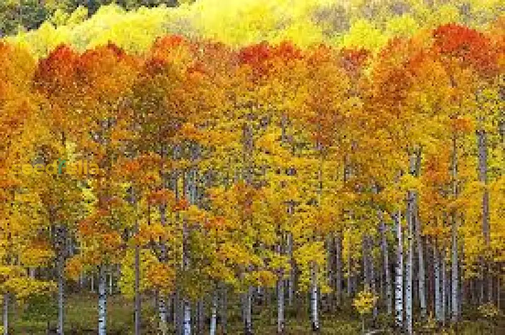 Quaking Aspen Tree Seeds For Planting Grow Beautiful Trees Plant Seeds