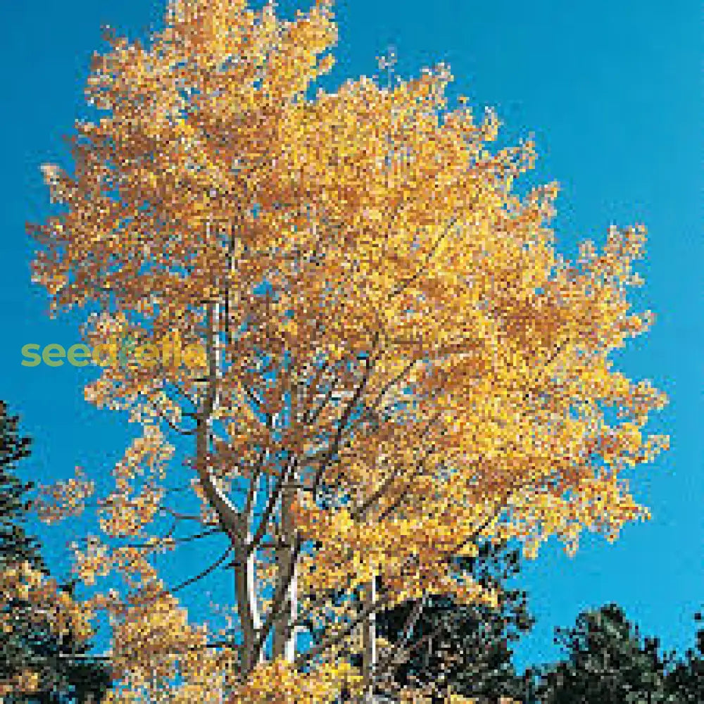 Quaking Aspen Tree Seeds For Planting Grow Beautiful Trees Plant Seeds