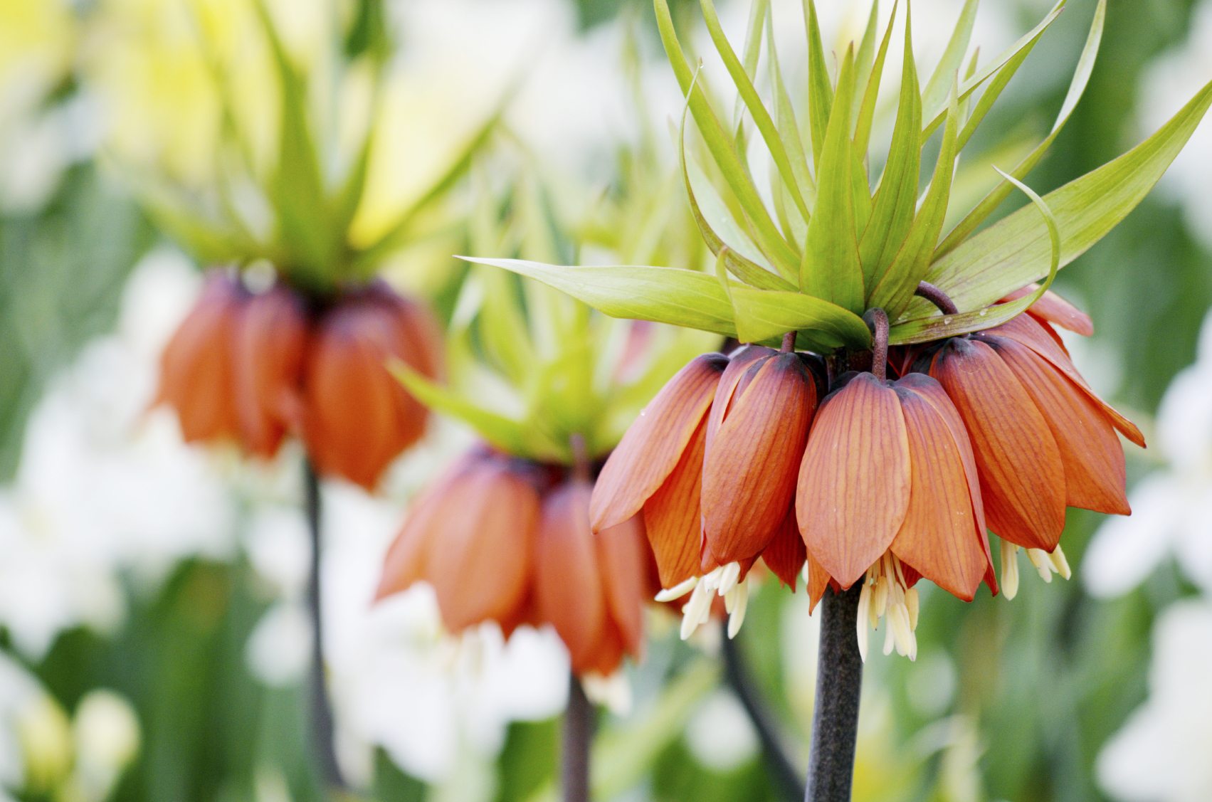 Crown Imperial Flower Seed for Plantings for Planting - Planting Seed for Plantings for Planting for Stunning Bell-Shape