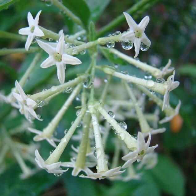 Cestrum Flower seeds for Planting - Garden Favorite, Heirloom & GMO Free Seeds for Home Garden