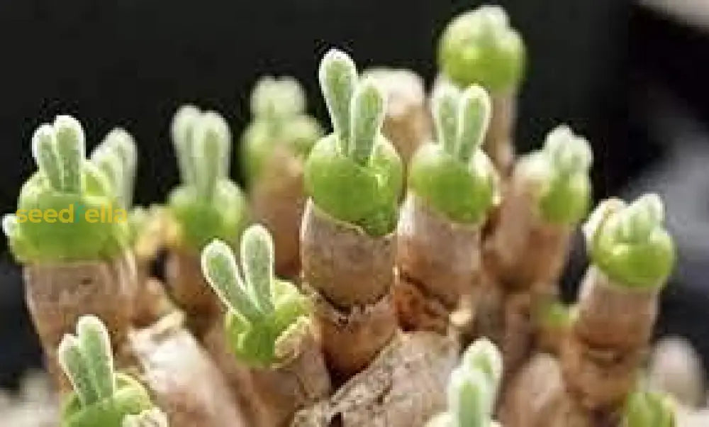 Rabbit Ears Succulent Seeds For Easy Planting Plant Seeds