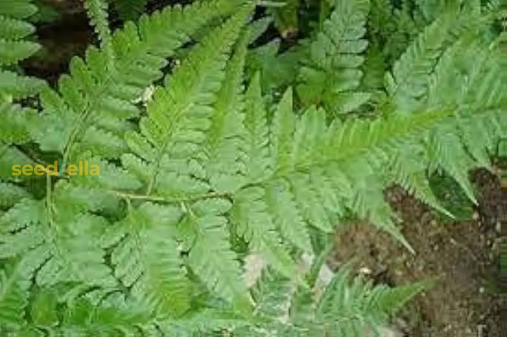 Rabbit’s Foot Fern Seeds Davallia Denticulata For Easy Planting Plant Seeds