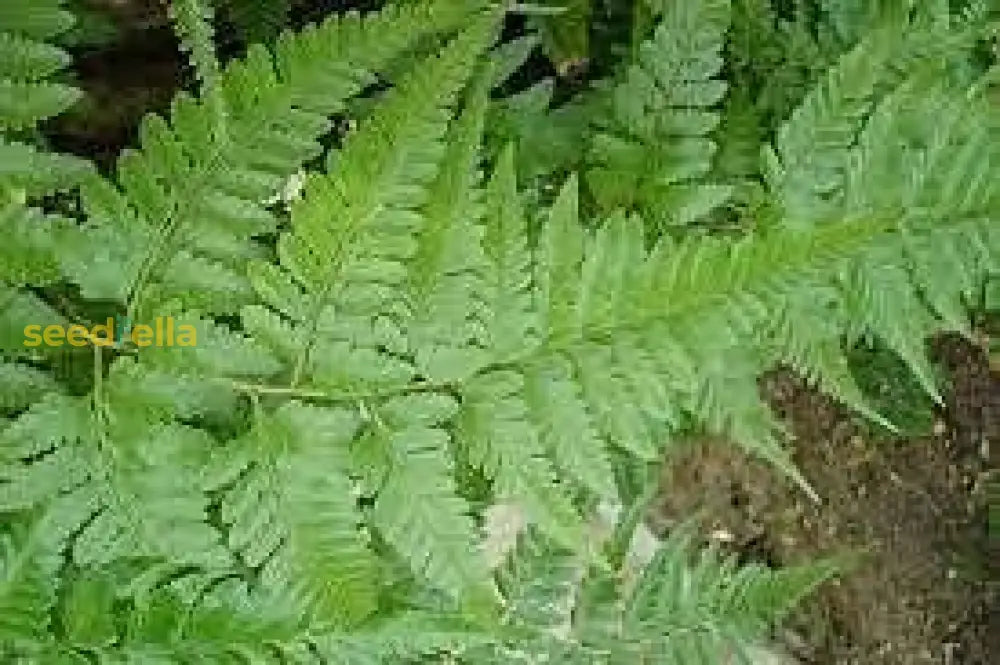Rabbit’s Foot Fern Seeds Davallia Denticulata For Easy Planting Plant Seeds