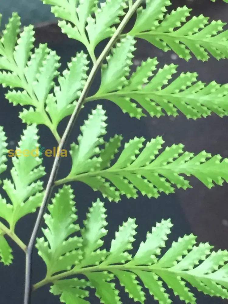 Rabbit’s Foot Fern Seeds Davallia Denticulata For Easy Planting Plant Seeds