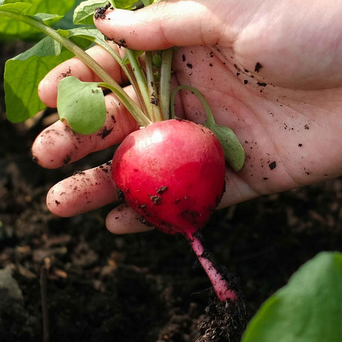 Meister Radish Seeds for Crisp, Mild-Flavored Radishes