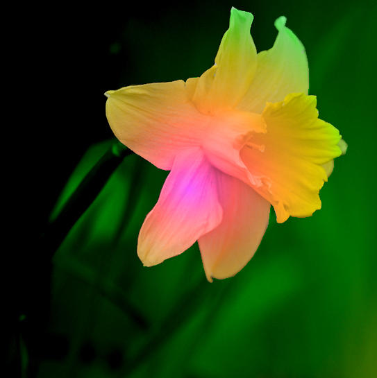 Rainbow Daffodils Seeds Flower seeds for Planting Easy to Grow Heirloom & GMO Free Seeds for Home Garden
Sale