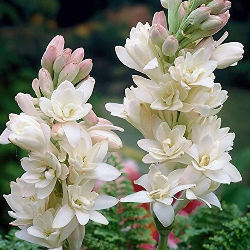 Asperata Flower seeds for Planting - Hardy Variety, Heirloom & GMO Free Seeds for Home Garden