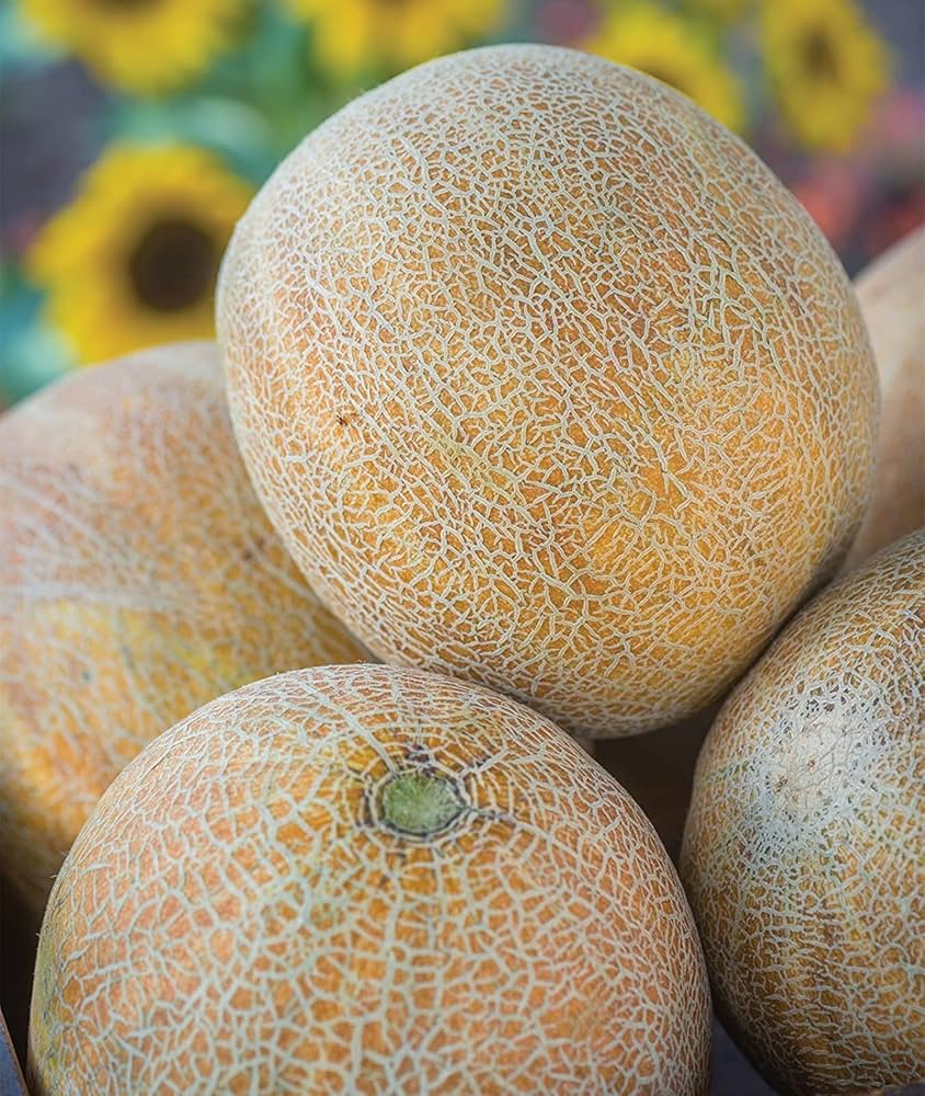 Rannya melon seeds for sweet garden melons