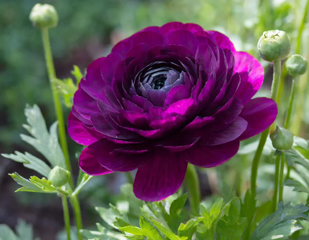 Violet Ranunculus Flower seeds for Planting Drought Tolerant Heirloom & GMO Free Seeds for Home Garden
Sale for planting in home garden