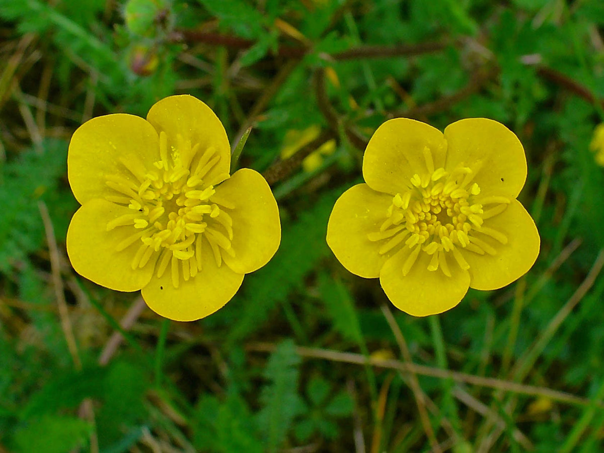 Meadow Buttercup Flower seeds blooming in flower beds, containers, borders, and pollinator-friendly gardens