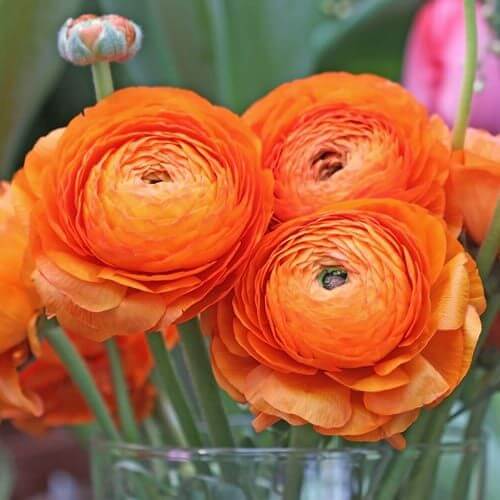 Yellow Red Ranunculus Flower seeds for Planting - Perfect for Borders, Heirloom & GMO Free Seeds for Home Garden
