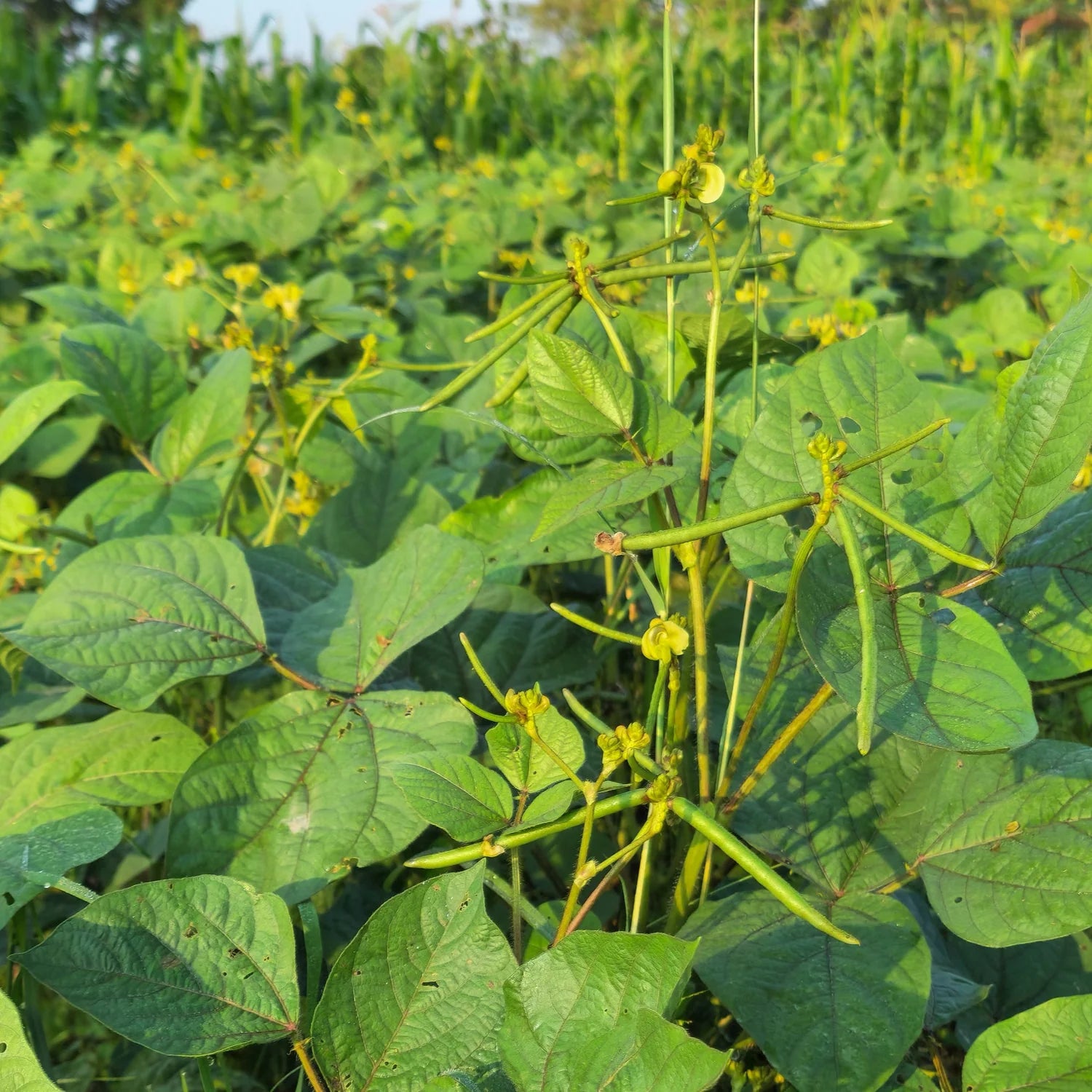 Green Mung Bean Seeds for Vegetable Gardening