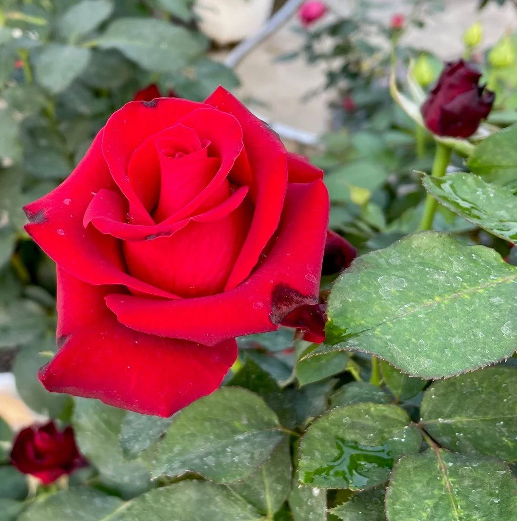 Red Baccara Rose Seeds for Planting - Velvet Red Blooms, Premium Quality Garden Seeds - Evergrowseeds