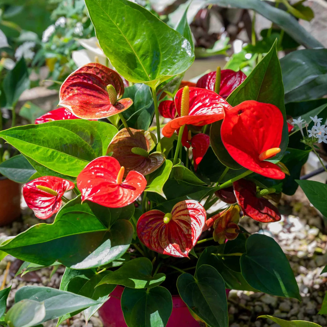 Red Mixed Anthurium Flower Seeds for Planting Pollinator Friendly Heirloom & GMO Free Seeds for Home Garden
Sale