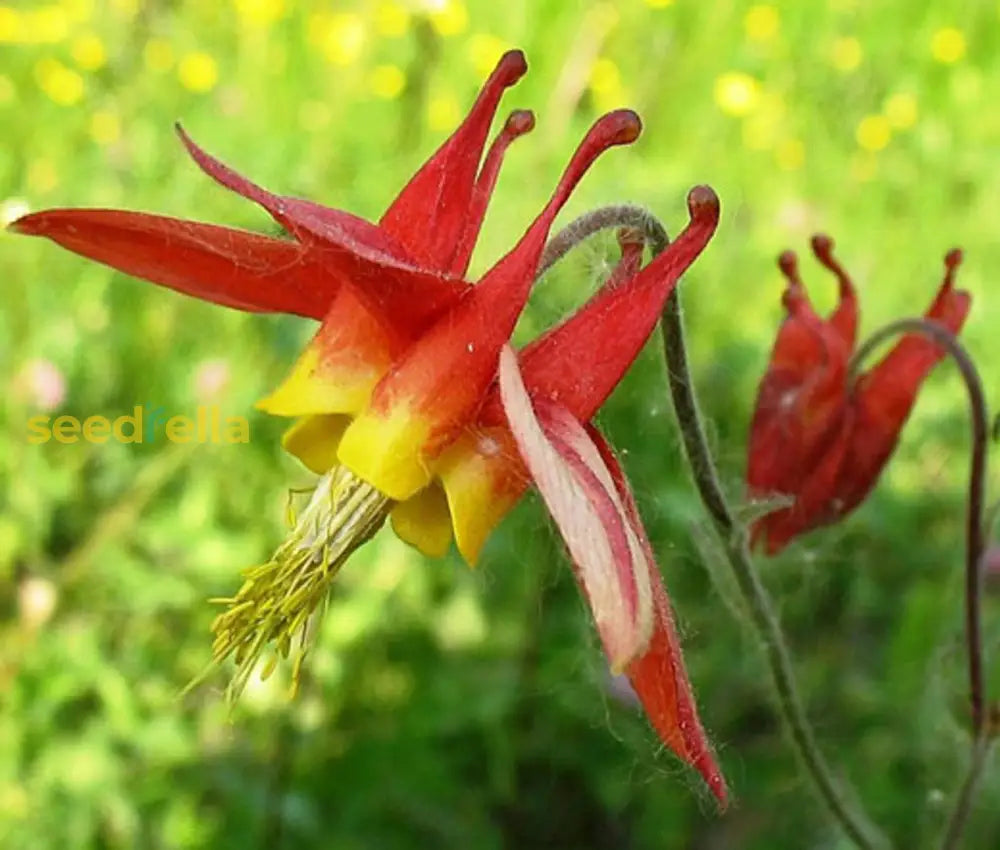 Red Aquilegia Canadensis Flower Seeds Perfect For Spring Planting