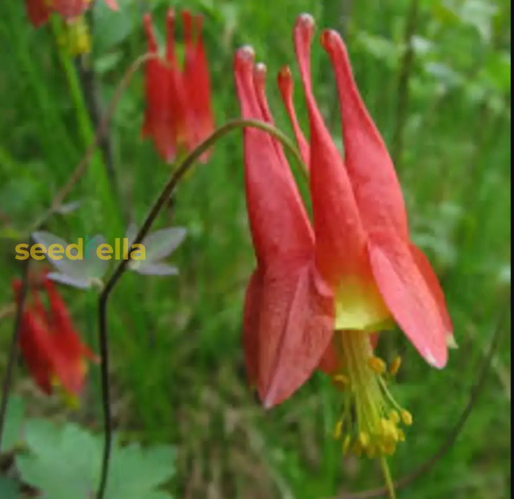 Red Aquilegia Canadensis Flower Seeds Perfect For Spring Planting
