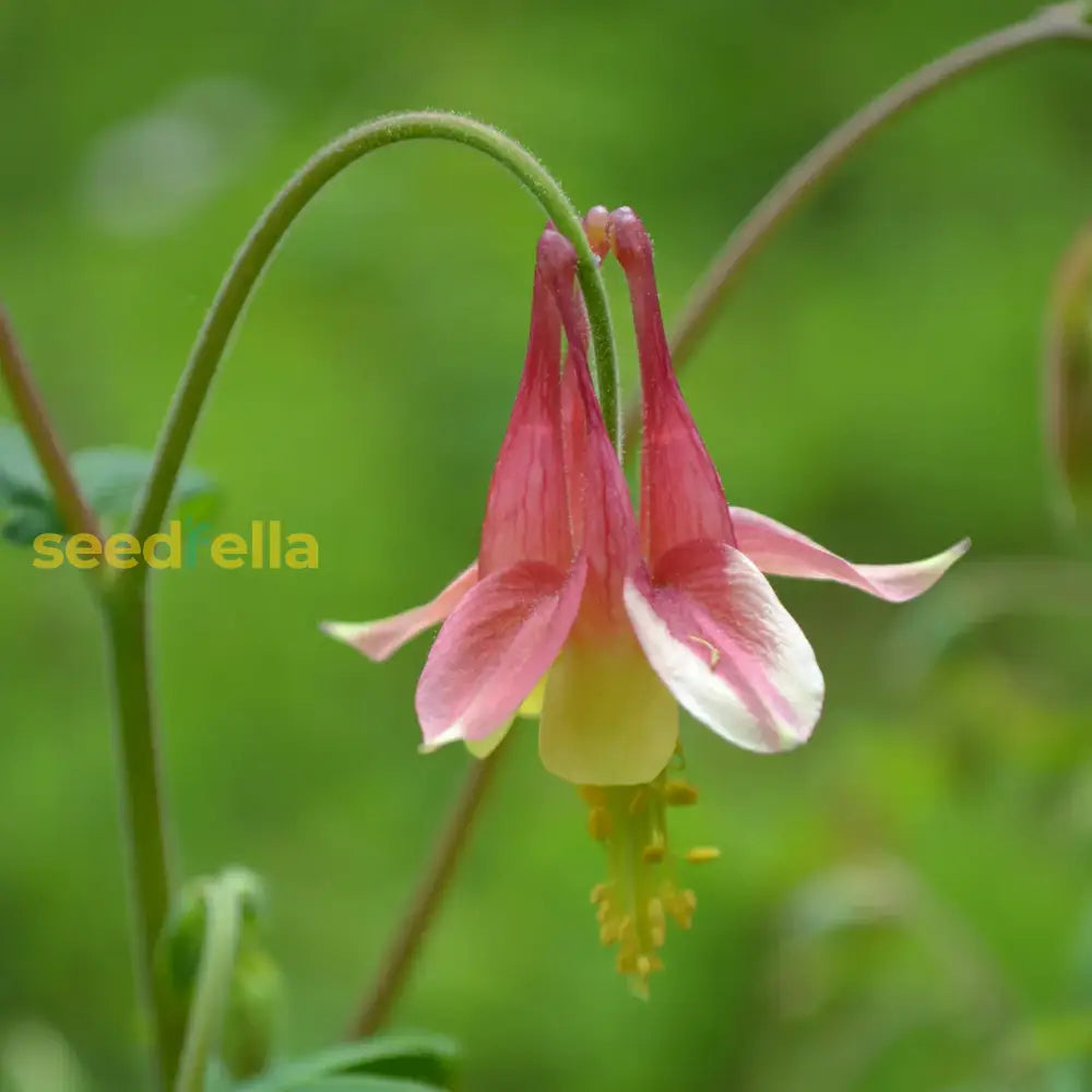 Red Aquilegia Canadensis Flower Seeds Perfect For Spring Planting