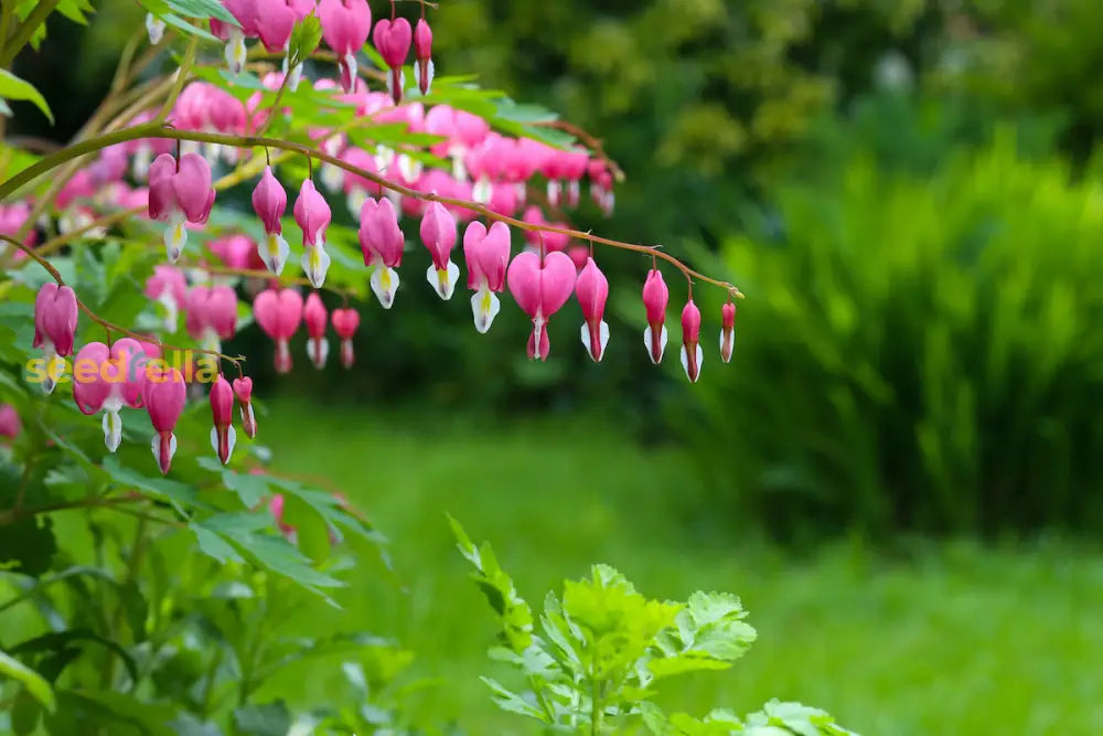 Red Bleeding Heart Planting Seeds Perennial Flower For Spring & Fall