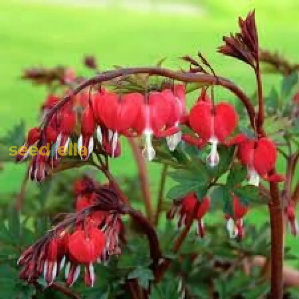 Red Bleeding Heart Planting Seeds Perennial Flower For Spring & Fall