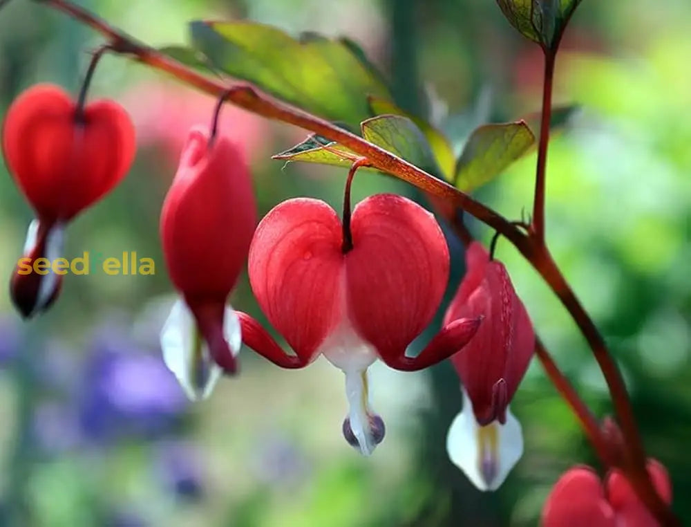 Red Bleeding Heart Planting Seeds Perennial Flower For Spring & Fall