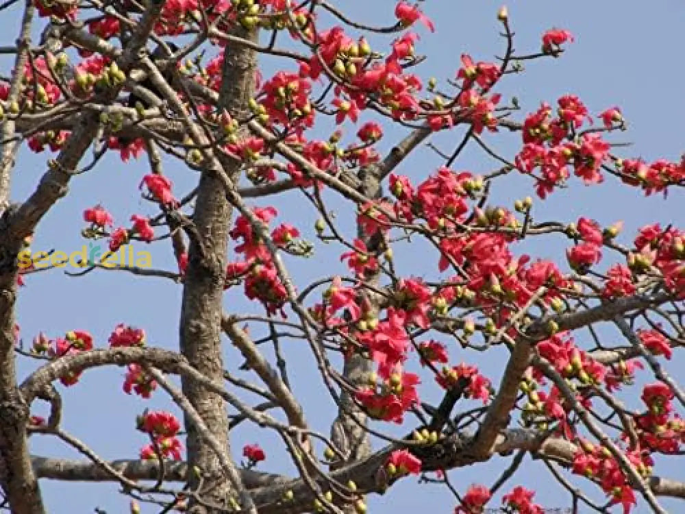 Red Bombax Tree Seeds - Perfect For Your Landscape Plant Seeds