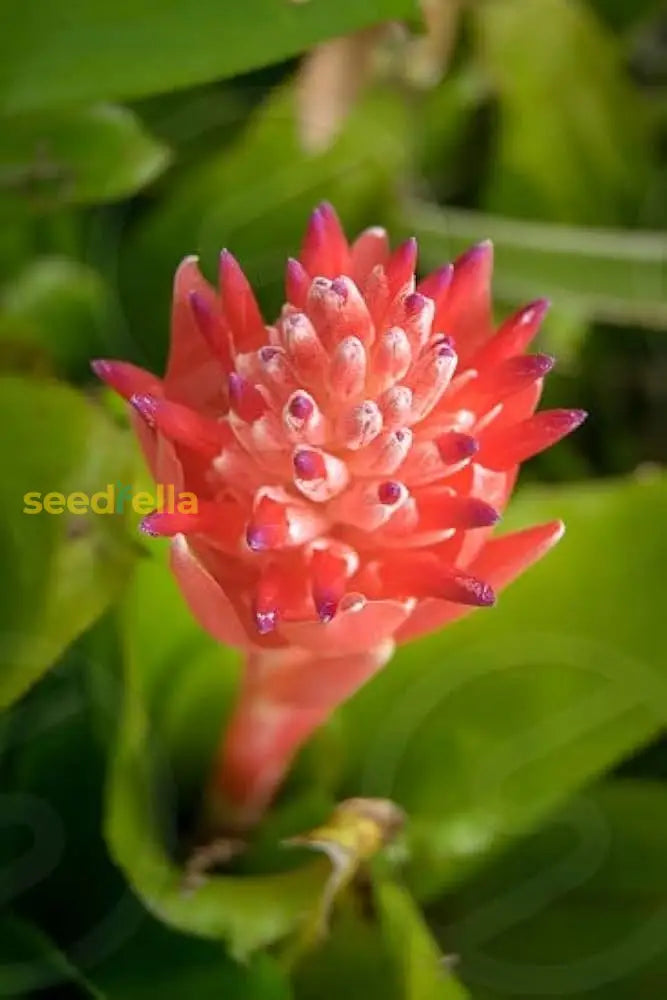 Red Bromeliad Plant Seeds For Colorful Indoor & Outdoor Planting Flower