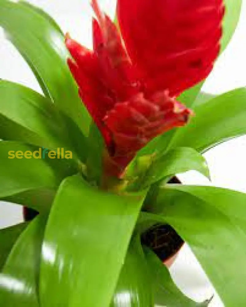 Red Bromeliad Plant Seeds For Colorful Indoor & Outdoor Planting Flower