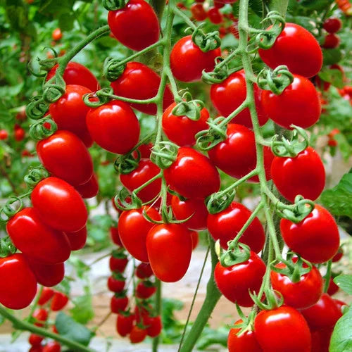 Giant Italian Seeds for Planting: Grow Your Own Stunning Plants