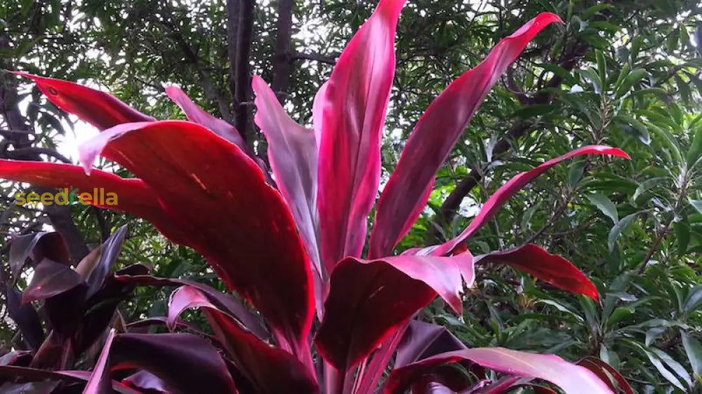 Red Cordyline Rubra Planting Seeds Vibrant Perennial For Gardens Plant Seeds