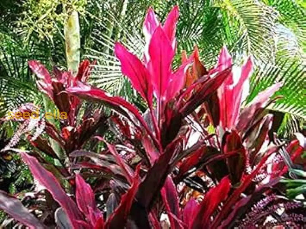 Red Cordyline Rubra Planting Seeds Vibrant Perennial For Gardens Plant Seeds