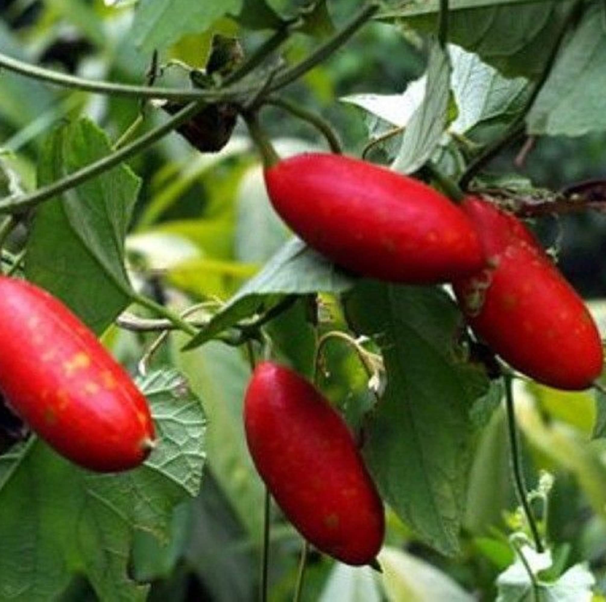 Organic red cucumber seeds for home gardening