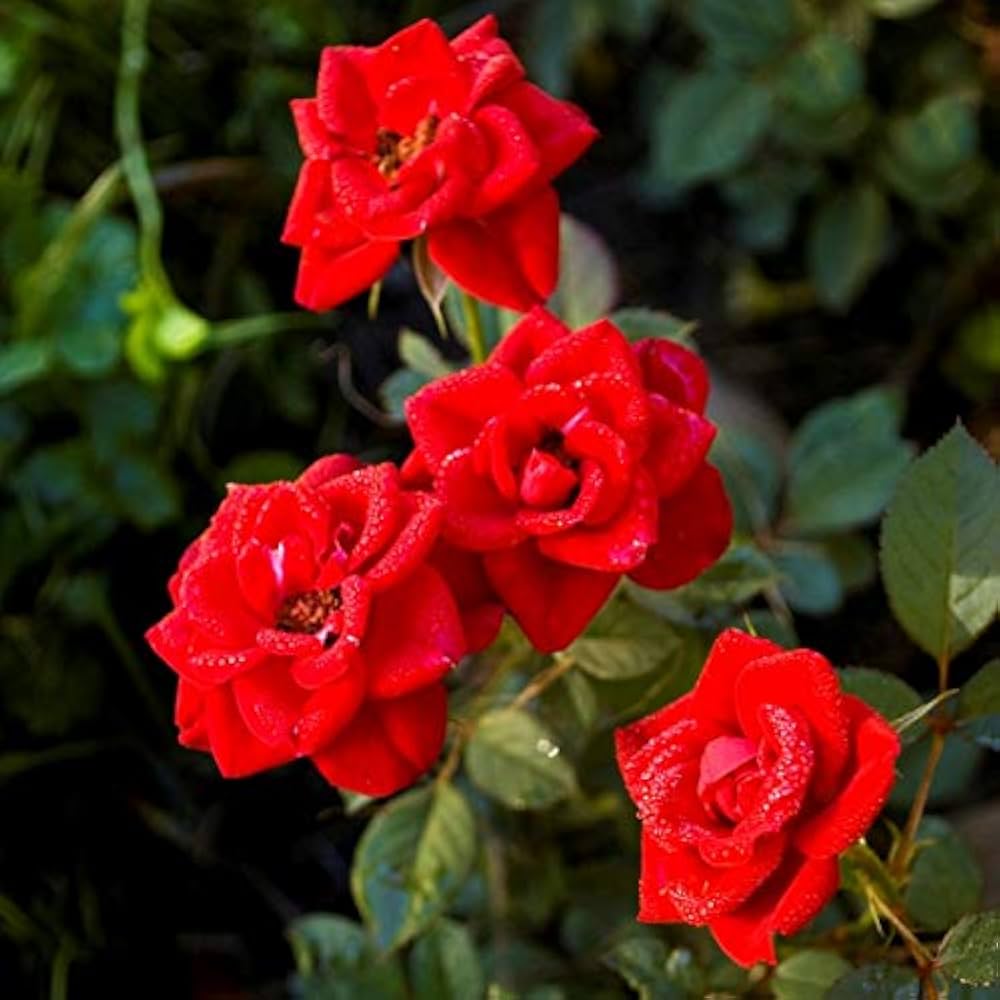 Red edge rose seeds germinating seedlings