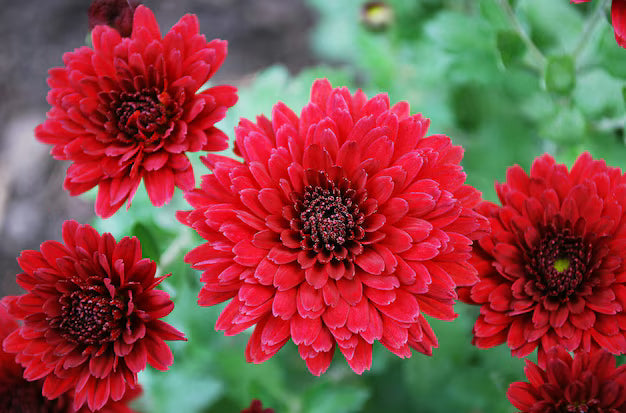 Red Chrysanthemum Flower seeds for Planting - Cut Flower Favorite, Heirloom & GMO Free Seeds for Home Garden
