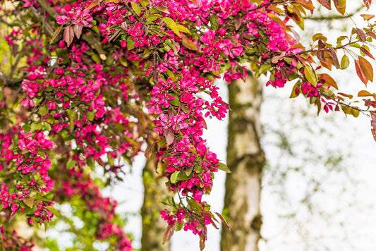 Red Flowering Currant (Ribes sanguineum) seeds for planting